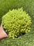 Sedum Oro - Pote 11 - comprar online