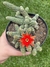 Cacto Amendoim - Echinopsis Chamaecereus - Pote 11 - comprar online