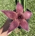 Stapelia Grandiflora - Flor bordô (Cacto Estrela) - Pote 11 com 3 hastes na internet