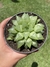 Haworthia retusa- Pote 11 na internet