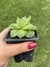 Haworthia cymbiformis - Pote 8 na internet