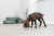 Alfombra Lamer Antiestres Juguete Rellenable Perros Y Gatos - tienda online