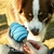 Juguete Rellenable Duro Para Perro Cancat Strong Antiestres en internet