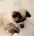 Hierba Gatera Catnip Ball Pelota Zootec Juguete Para Gatos en internet