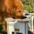Comedero Doble Gato Perro Bebedero Antivuelco Plato 25 Cm - Distribuidora Market Plus