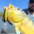 Isca Artificial Drop 75 cor 129 (opaca lemon dark) - comprar online