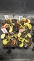 Dionaea 'Giant Clam'