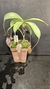 Nepenthes "Lady Pauline" (maxima x talangensis) BE-3679