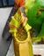 Semente Nepenthes Veitchii (Yellow Stripped x Pink)