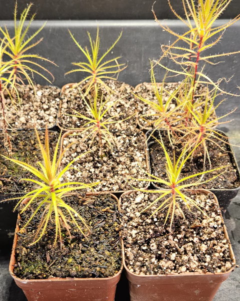 Roridula gorgonias - comprar online