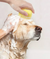 Escova de banho para animais com armazenamento para shampoo - comprar online