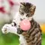 Brinquedo Interativo Bola Automática USB Pets - Shop OffersTech