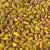 Raw unshelled pistachios