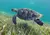 Cancun Jungle Tours Speedboat & Snorkeling Adventure