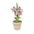 Lilis con maceta rosa - comprar en línea