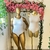 BODY FACHADO - comprar online
