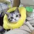Colar Elisabetano de Frutas - AnimaleBeauty Pet Spa