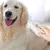 Cepillo a Vapor para Mascotas con Masajeador Recargable USB - comprar online