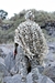 Capuz Poncho Ghilie Sniper Safo Camuflado Cores:Digital Desert na internet
