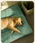 Tapete Almofadado para Cachorros – Conforto e Maciez para Seu Pet! - loja online