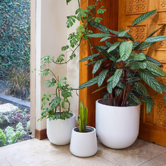 Banner de la categoría Plantas de Interior