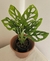Monstera Adansonii