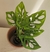 Monstera Adansonii - comprar online