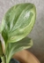 Peperomia obtusifolia variegata