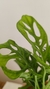 Monstera Adansonii - Irupé.paisajismo