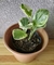 Peperomia obtusifolia variegata - comprar online
