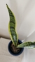 Sansevieria en internet