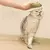 Para Gatos 3 em 1 massagem, coçar e escova na internet