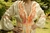 PILAR DRESS - Zelva Savage