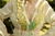 Imagen de INDIRA DRESS