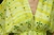 ROMA DRESS - tienda online