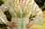 INDIRA DRESS en internet