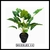 Singonio - Planta artificial