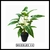 Singonio - Planta artificial - comprar online