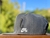 Visera plana Nike SB - tienda online