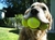 COMBO PELOTA TENIS PARA PERRO X3 U - comprar online