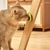 JUGUETE INTERACTIVO CATNIP - PALTA - comprar online