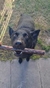 SNACK PARA PERRO ROLL DE CARNE XL - comprar online