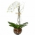 orquídea