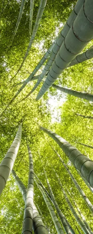 SOB MEDIDA - BAMBOOS KAMAKURA D2 - comprar online