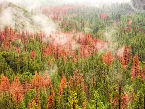 SOB MEDIDA - FLORESTA E NÉVOA