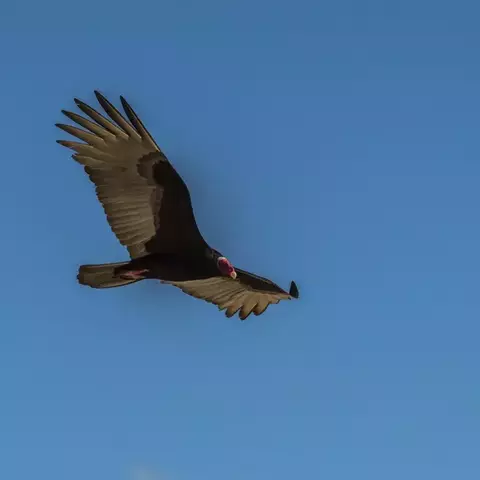 SOB MEDIDA - VOO IMPONENTE