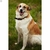 Coleira Cão Pet Em Couro n°08 c/6Unid Promaster na internet