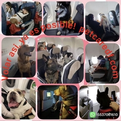 Banner de la categoría Viajar con tu mascota en Avion