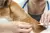 MicroChip Para Mascotas para el ingreso a USA Y Europa - comprar en línea