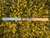 Serie Timbal Colors (5 pares) en internet